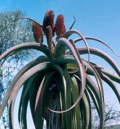 Aloe Studies