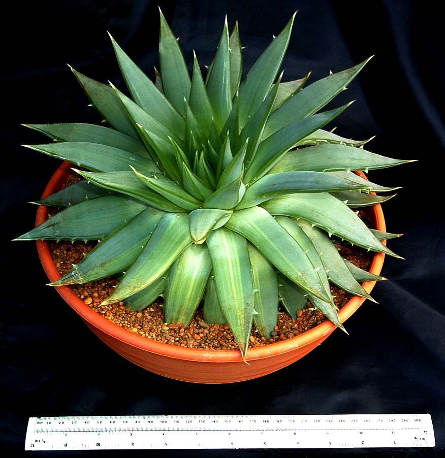 Succulent Tissue Culture